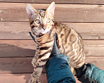 Кошки в Москве: Бенгальский котенок Мальчик, 30 000 руб. - фото 8