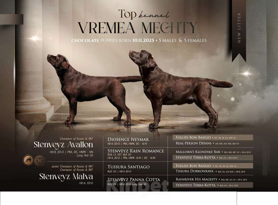 Собаки в Москве: Щенки лабрадора  Мальчик, 80 000 руб. - фото 6