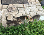 Кошки в Подольске: Отдам котят в добрые руки Мальчик, Бесплатно - фото 6