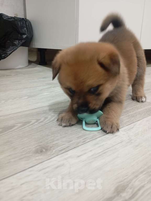 Собаки в Красноярске: Щенок Девочка, 5 000 руб. - фото 4