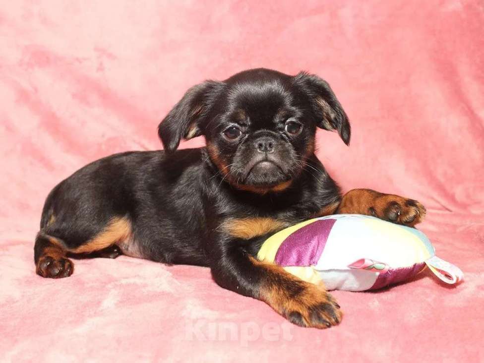 Собаки в Санкт-Петербурге: Очаровательный щенок  Девочка, 80 000 руб. - фото 3