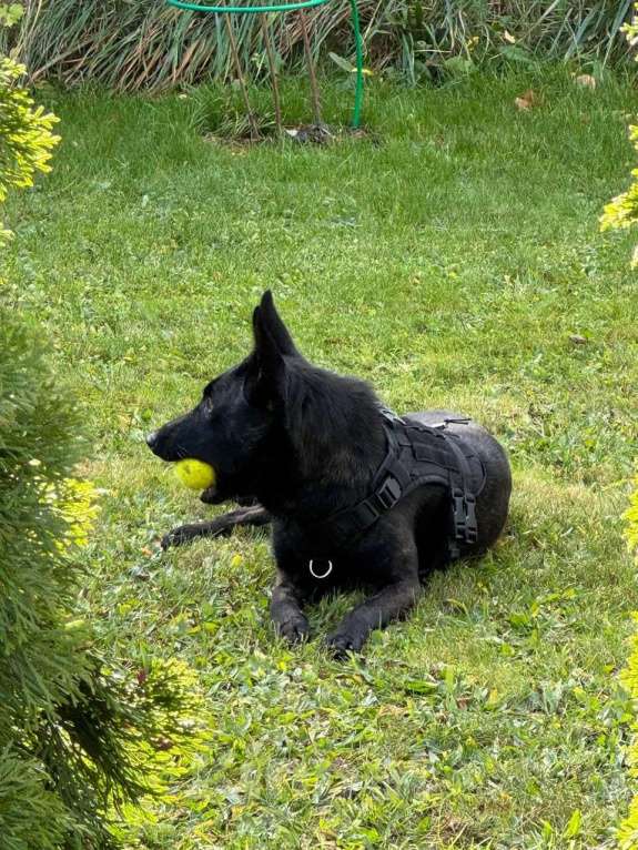 Собаки в Москве: Прекрасные щенки Голландской овчарки Девочка, 80 000 руб. - фото 3
