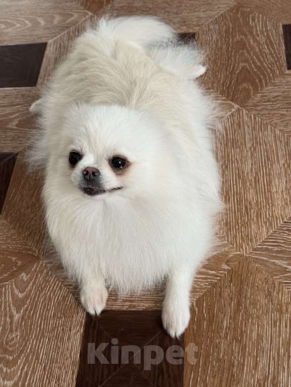 Собаки в Москве: Померанский шпиц взрослая девочка 3.5года  Девочка, 9 000 руб. - фото 8