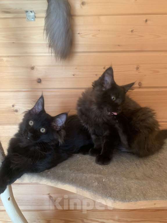 Кошки в Санкт-Петербурге: Котёнок мейн кун чёрный Девочка, 30 000 руб. - фото 3