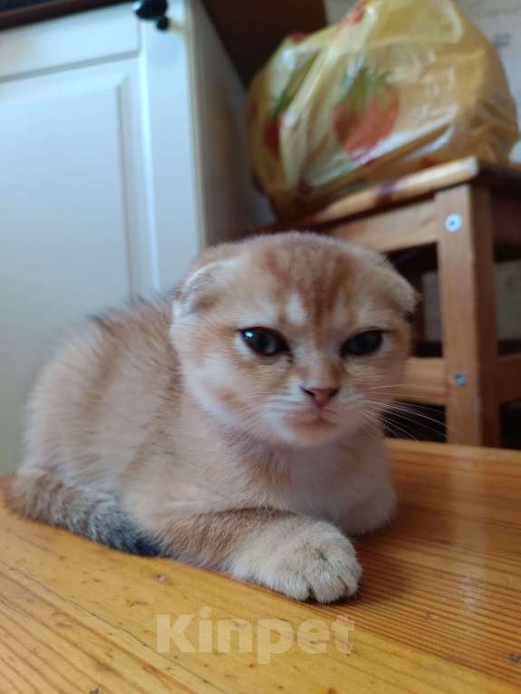 Кошки в Екатеринбурге: Вислоухая девочка окраса ny11 Девочка, 16 000 руб. - фото 2