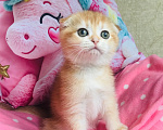 Кошки в Санкт-Петербурге: золотая шиншилла котик Мальчик, 35 000 руб. - фото 3