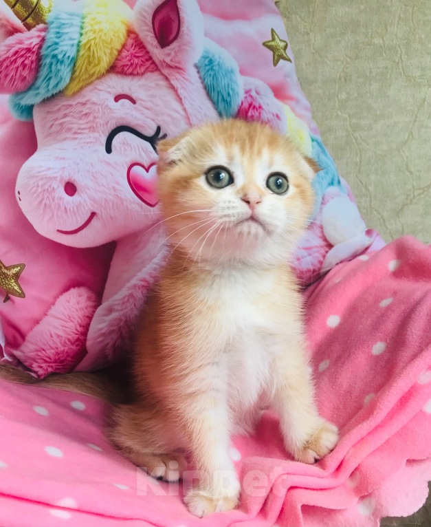 Кошки в Санкт-Петербурге: золотая шиншилла котик Мальчик, 35 000 руб. - фото 3
