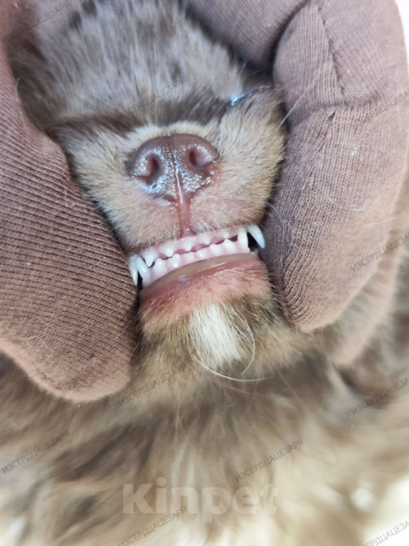Собаки в Москве: Шоколадный мальчик Мальчик, 40 000 руб. - фото 9