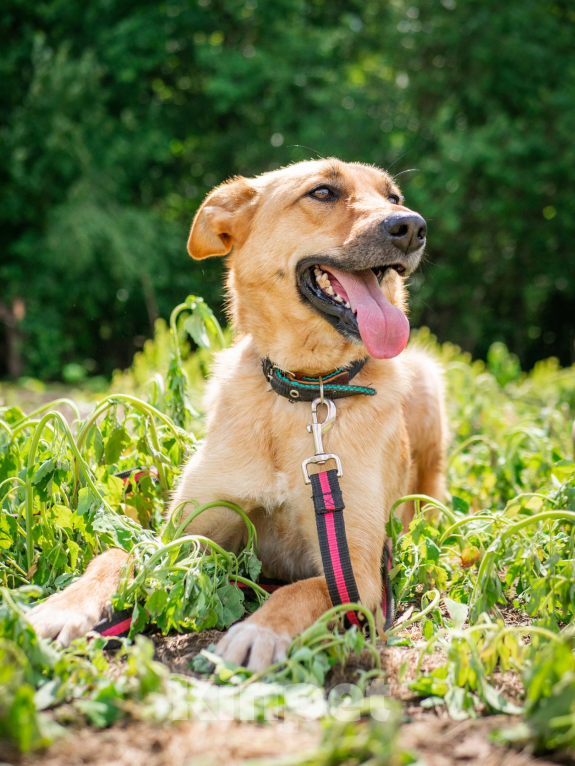 Собаки в Москве: Добрая и ласковая Асти Девочка, Бесплатно - фото 6