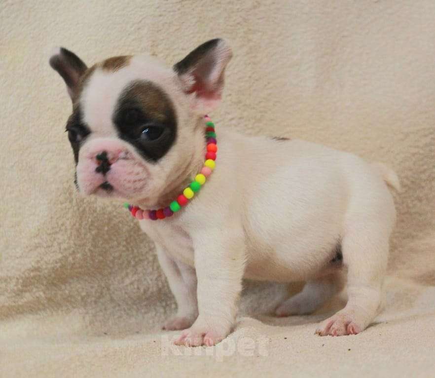 Собаки в Москве: Очаровательная француженка Девочка, 130 000 руб. - фото 1