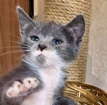 Веселая малышка, котенок 2 мес в добрые руки.
