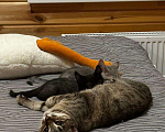 Кошки в Москве: Кошка Муся ищет дом Девочка, Бесплатно - фото 3