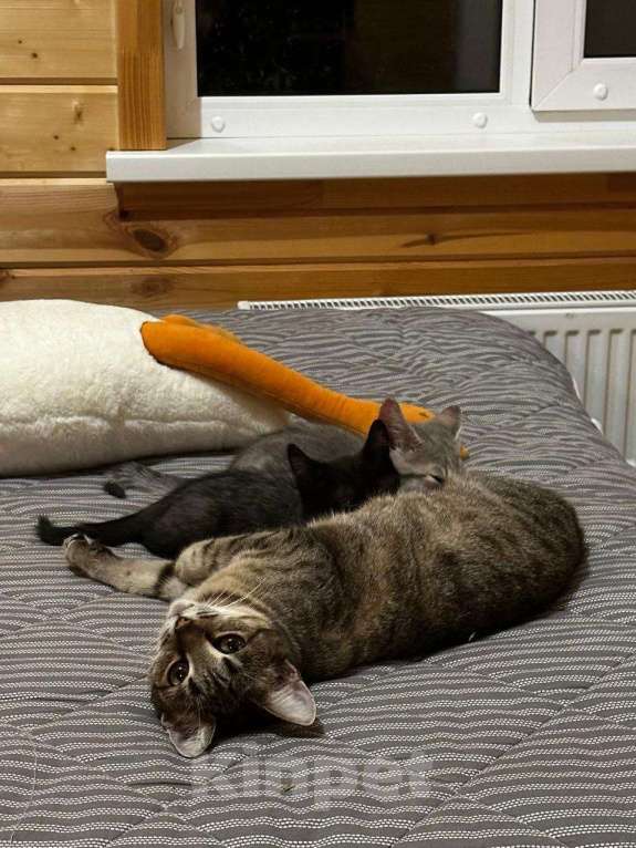 Кошки в Москве: Кошка Муся ищет дом Девочка, Бесплатно - фото 3
