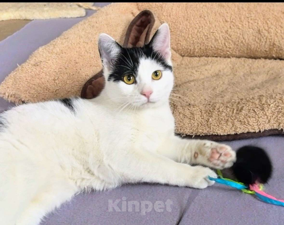 Кошки в Москве: Котик Федя ищет семью! Мальчик, Бесплатно - фото 2