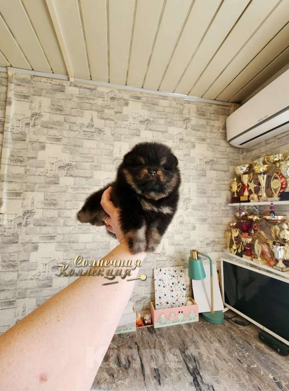 Собаки в Москве: Шпиц померанский мальчик медвежонок Мальчик, Бесплатно - фото 1