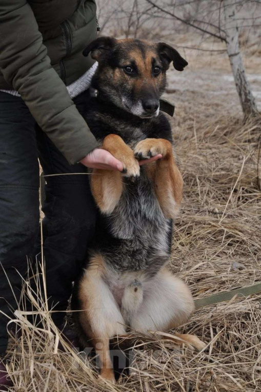 Собаки в Ногинске: Астор - небольшой пёсик ждет свою семью в приюте Мальчик, Бесплатно - фото 4