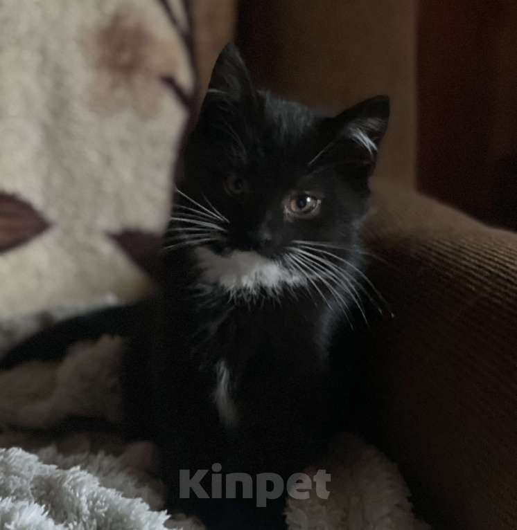 Кошки в других городах Московской области: Трехмесячные котята в добрые руки Мальчик, Бесплатно - фото 1