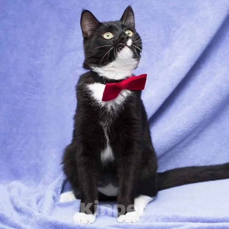 Кошки в Москве: Котика Антонио выкинули на улицу в коробке  Мальчик, Бесплатно - фото 4