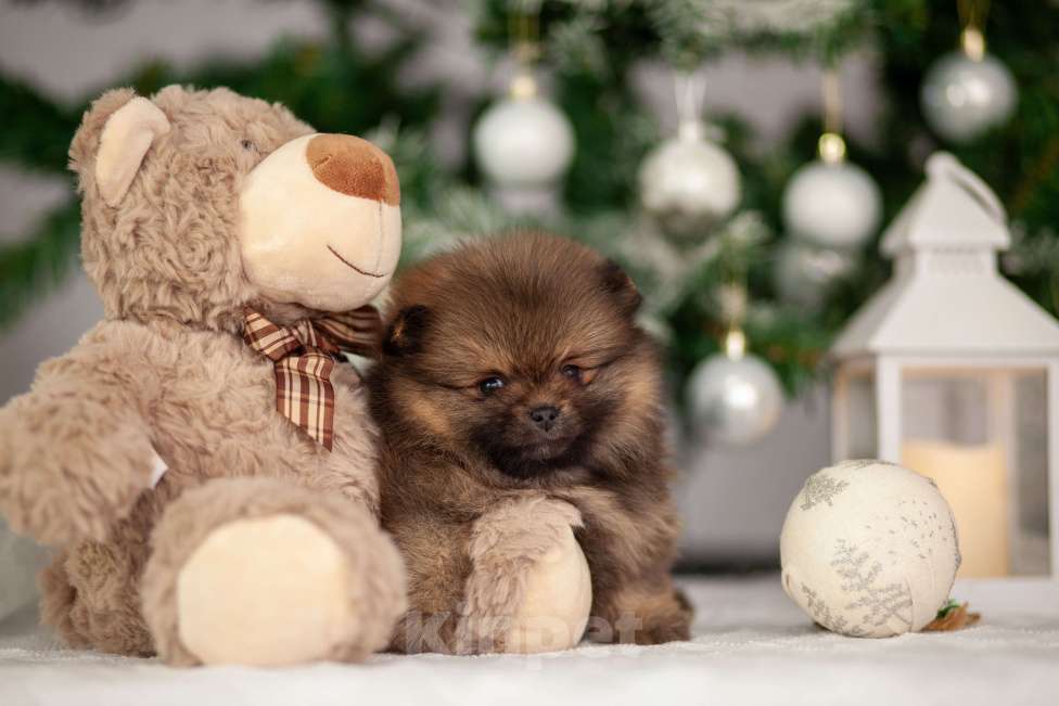 Собаки в Москве: Щенок померанского шпица Девочка, 40 000 руб. - фото 3