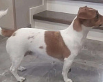 Собаки в Пензе: Щенки Джек Рассел терьер Мальчик, 25 000 руб. - фото 2