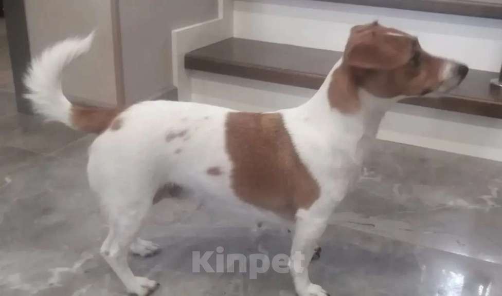 Собаки в Пензе: Щенки Джек Рассел терьер Мальчик, 25 000 руб. - фото 2