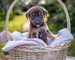 Собаки в Солнечногорске: Шоколадный щеночек в дар Мальчик, Бесплатно - фото 1