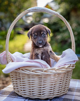 Объявление: Шоколадный щеночек в дар, Бесплатно, Солнечногорск