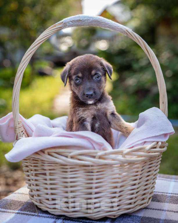 Собаки в Солнечногорске: Шоколадный щеночек в дар Мальчик, Бесплатно - фото 1