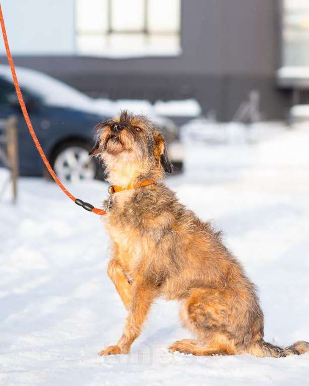Собаки в Санкт-Петербурге: Редкой внешности собачка ищет дом Девочка, Бесплатно - фото 5