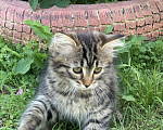 Кошки в Перми: Сибирский кошечка Девочка, 40 000 руб. - фото 5