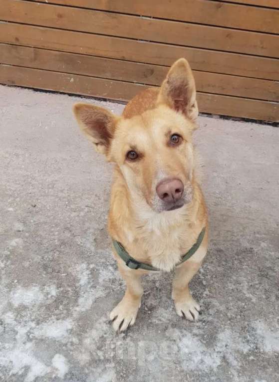 Собаки в Санкт-Петербурге: Умная и ласковая собака, метис корги, 1 год Девочка, Бесплатно - фото 3