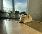 Кошки в Воронеже: Котенок Европейская бурма Мальчик, Бесплатно - фото 4