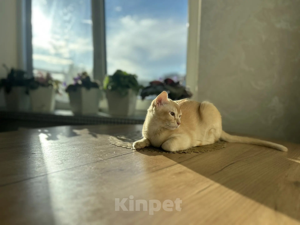 Кошки в Воронеже: Котенок Европейская бурма Мальчик, Бесплатно - фото 4