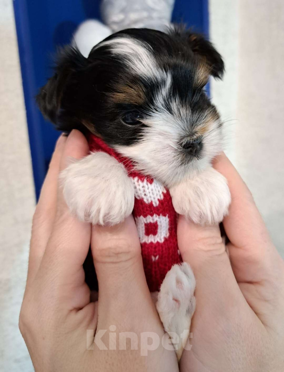 Собаки в Москве: Девочка Бивер Девочка, 165 000 руб. - фото 1