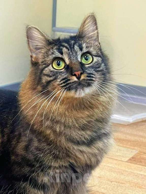 Кошки в Москве: Сибирская красавица-кошка Плюша в добрые руки Девочка, 1 руб. - фото 4