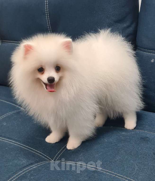 Собаки в Пензе: Щенок немецкого шпица  Мальчик, Бесплатно - фото 4