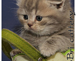 Кошки в Сургуте: Британские котята классических окрасов  Девочка, Бесплатно - фото 5
