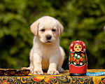 Собаки в Москве: Палевый щенок Лабрадора от родителей Чемпионов Мальчик, Бесплатно - фото 5