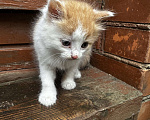 Кошки в Москве: Котенок мальчик  Мальчик, Бесплатно - фото 1