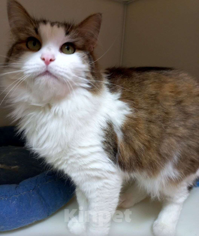 Кошки в Москве: Пушистый Пух желает познакомиться Мальчик, Бесплатно - фото 4