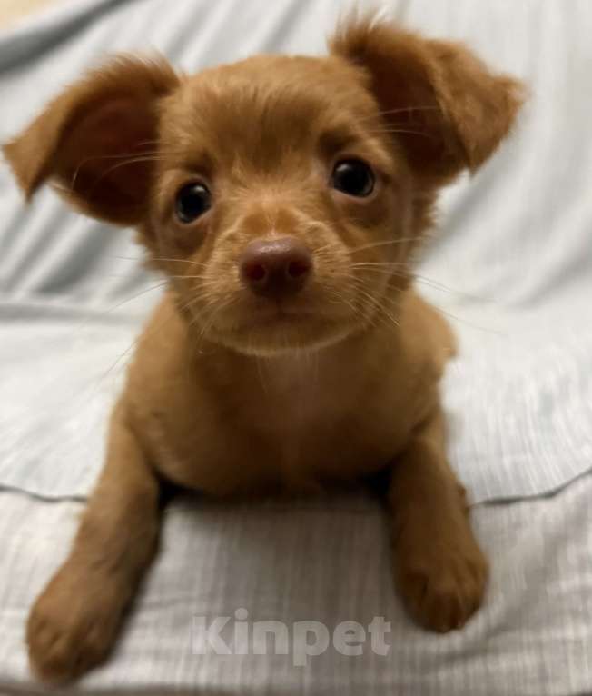 Собаки в Москве: Пражский крысарик, щенки  Мальчик, Бесплатно - фото 6