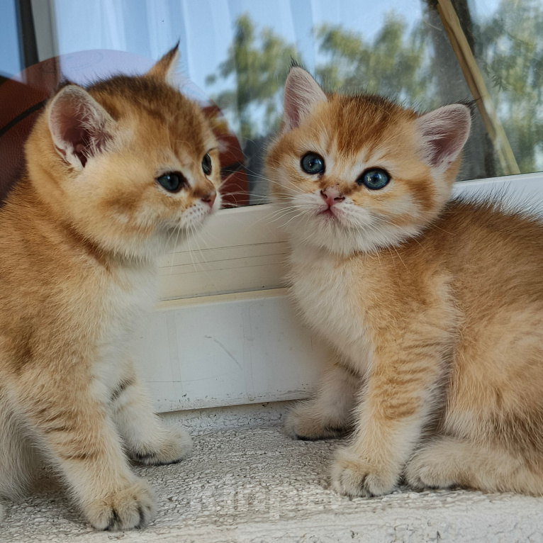 Кошки в Воронеже: Котенок британский  короткошестный Мальчик, 23 000 руб. - фото 5