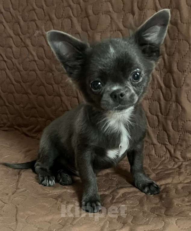 Собаки в Санкт-Петербурге: Щенок чихуахуа Мальчик, Бесплатно - фото 2