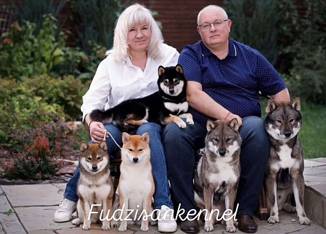 Невероятный сиба ину