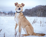 Собаки в Солнечногорске: Собака-мечта в поисках дома! Девочка, Бесплатно - фото 2