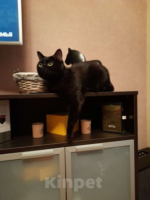 Кошки в Красногорске: В добрые руки Мальчик, Бесплатно - фото 10