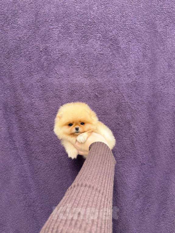 Собаки в Москве: Шикарная девочка Девочка, 30 000 руб. - фото 1