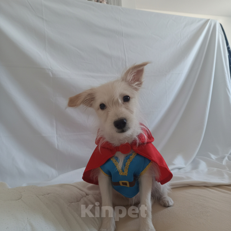 Собаки в Москве: Щенок в добрые руки Девочка, Бесплатно - фото 1