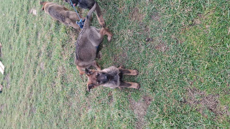 Собаки в других городах Крыма: Щенок немецкой овчарки Девочка, 40 000 руб. - фото 4