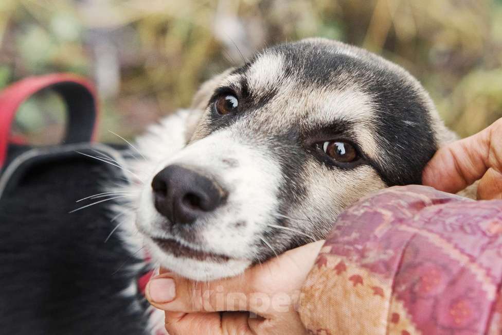 Собаки в Москве: Меня зовут Джерри, и я ищу семью, где буду любим и счастлив Мальчик, 10 руб. - фото 8